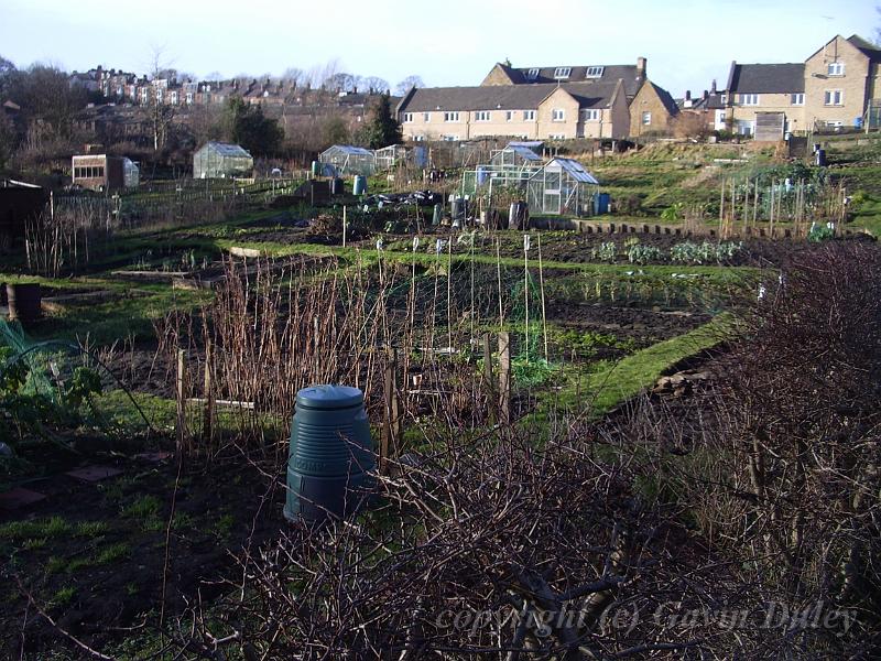 Allotments IMGP6926.JPG